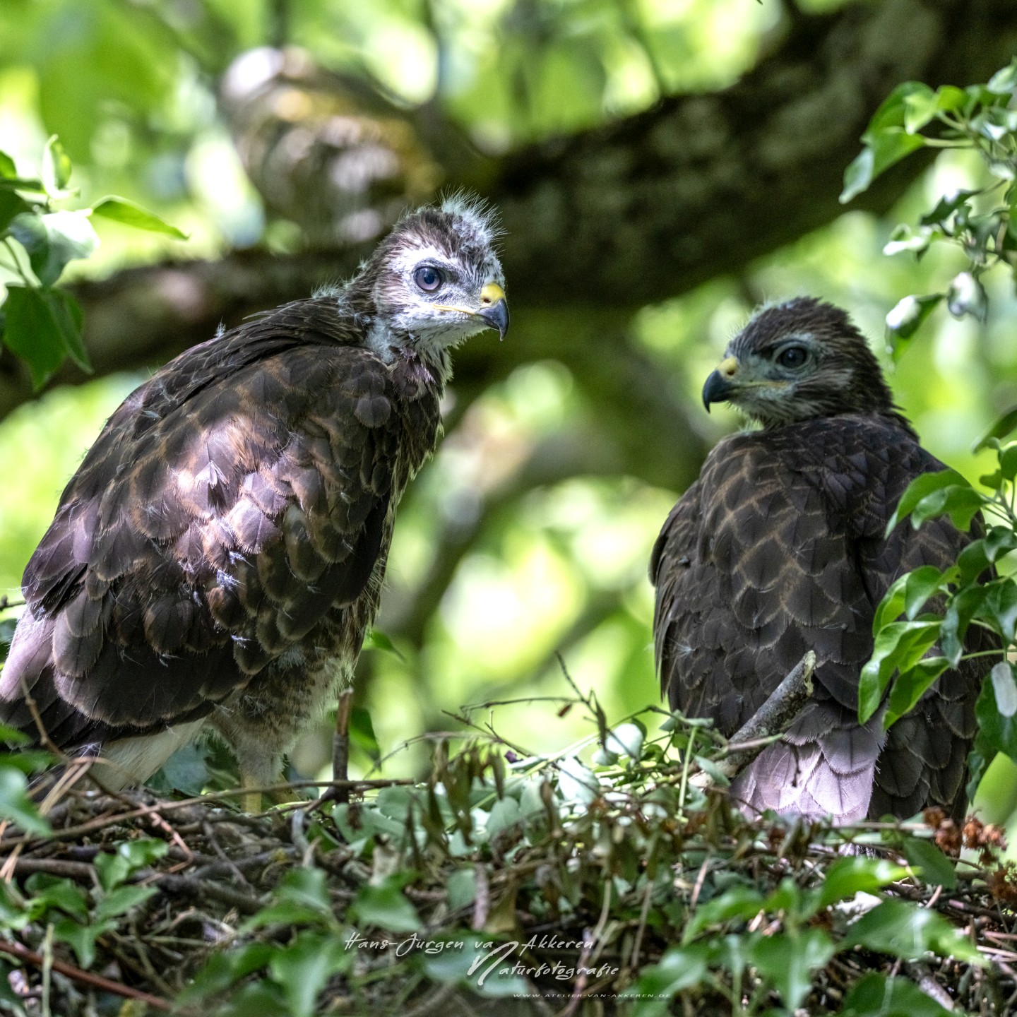 309A9740 Mausebussarde Jungvogel